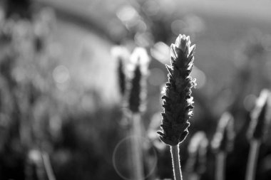 Lavanta alan tek renkli