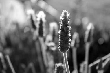 Lavanta alan tek renkli