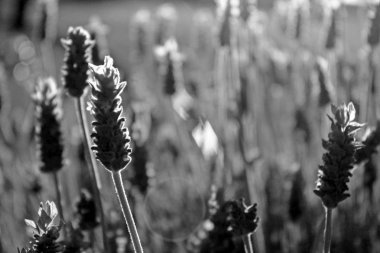 Lavanta alan tek renkli