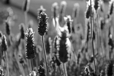 Lavanta alan tek renkli