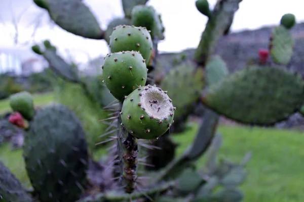 Tonijn fruit in de nopal — Stockfoto