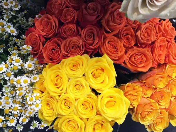 multi color roses