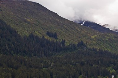 moutain üstünde çam