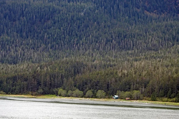 Fenyvesek a hegyen, kilátással a vízre — Stock Fotó