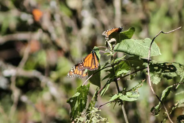 Mariposa monaca — Foto de Stock