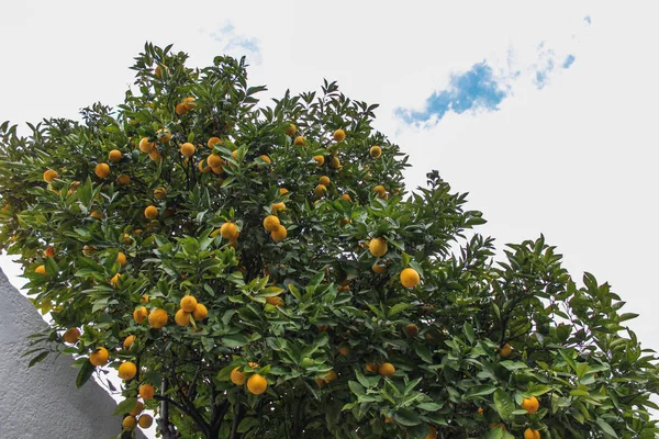 Appelsintræ - Stock-foto