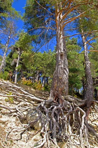 Kökleri yüzen ile çam ağacı