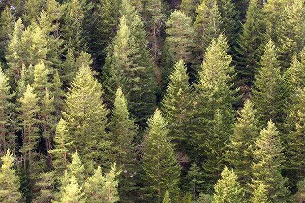 pine tree forest background