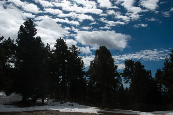 Pine tree forest in la Rabassa, Andorra — Stock Photo, Image