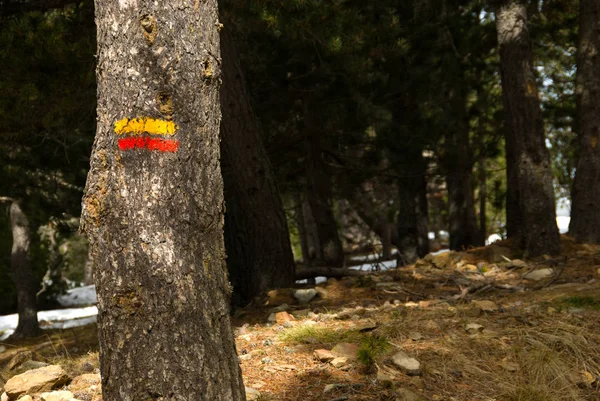 Yön işareti hiking Grp ağaçta boyanmış