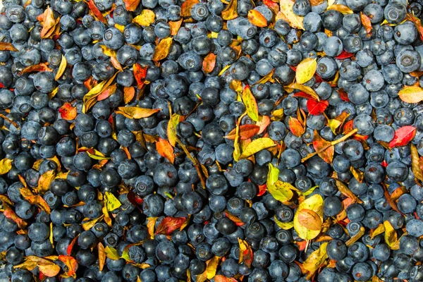 Muster Aus Heidelbeeren Und Ihren Blättern — Stockfoto