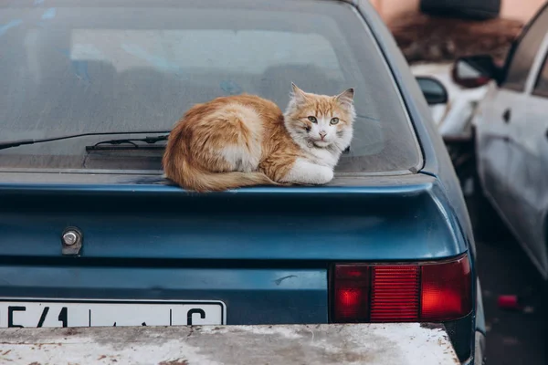 Adorable Esponjoso Gato Callejero Acostado Coche Marruecos África — Foto de Stock