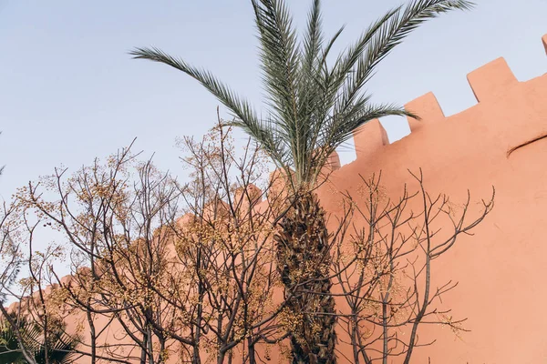 Lage Hoekmening Van Palmbomen Mooie Planten Buurt Van Oude Muur — Stockfoto