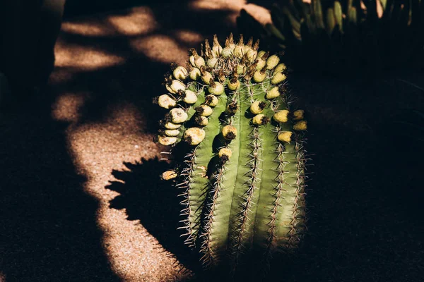 Primo Piano Grande Cactus Marocco Africa — Foto Stock
