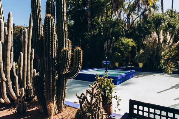 在摩洛哥 非洲的阳光明媚的日子里 院子里有绿色的仙人掌和喷泉 — 图库照片