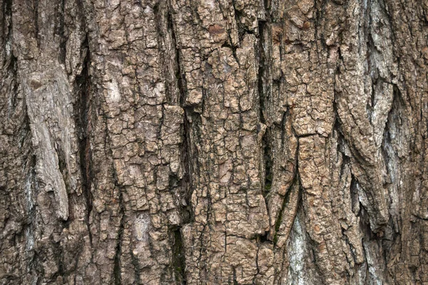 Closeup Bark Old Tree — Stock Photo, Image