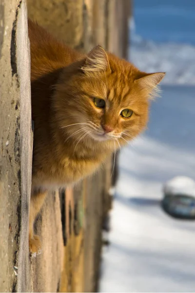 Gato Vermelho Olha Pela Janela Prédio Abandonado — Fotografia de Stock