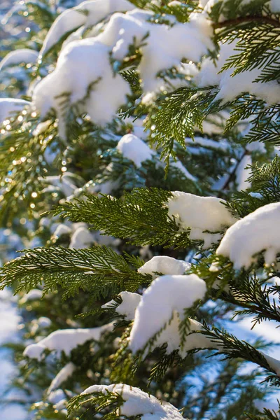 Thuja Takken Sneeuw Een Zonnige Dag — Stockfoto