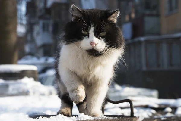Smutná Toulavá Kočka Zimě — Stock fotografie