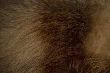 Kızıl tilki kürk arka plan.