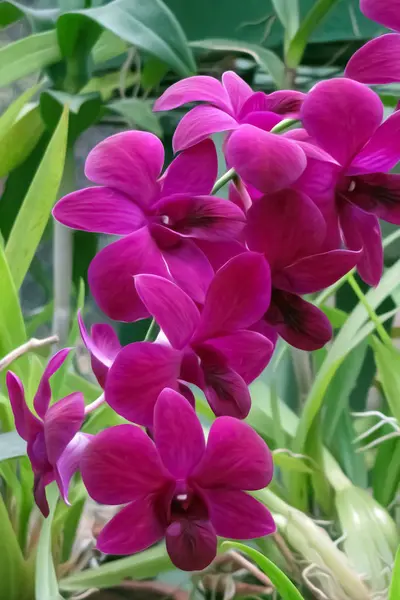 Orquídea Vermelha Jardim Fundo Folhas Verdes — Fotografia de Stock