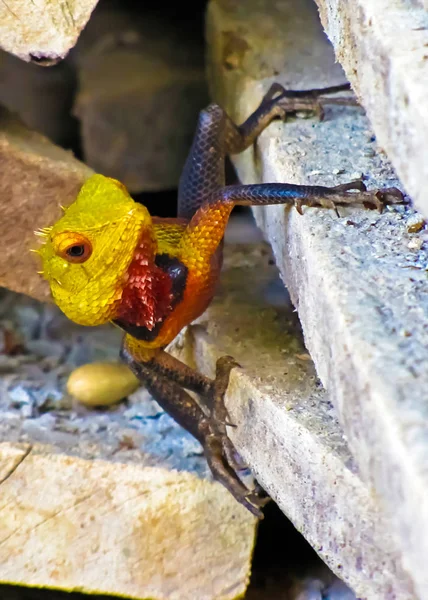 在斯里兰卡 一只明亮的多色蜥蜴穿过建筑材料 — 图库照片