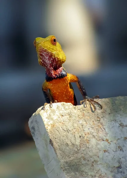 Porträt Einer Hellen Mehrfarbigen Eidechse Auf Baumaterialien Sri Lanka — Stockfoto