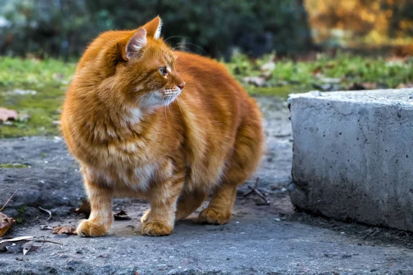 Straat Rode Kat Kijkt Zorgvuldig Naar Kant — Stockfoto