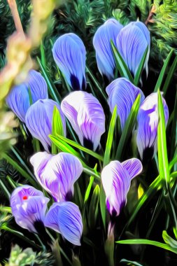 Çiçekli çiğdemler Glade 