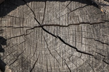 Eski bir kırık güdük organik arka plan dokusu.