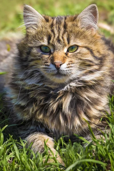 Gattino Grigio Strada Che Riposa Sull Erba — Foto Stock