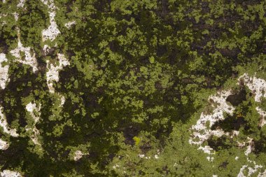 Arka plan, bir ağacın yosun kabuğu dokusu.