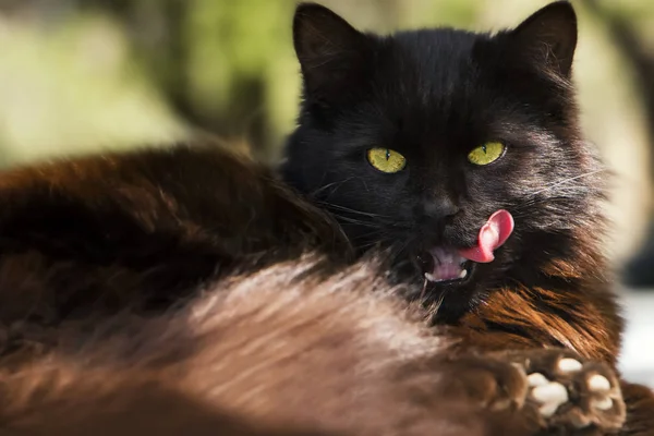 Zwarte Straat Kat Rusten Natuur Likken — Stockfoto