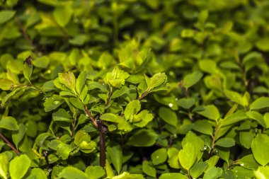 Arka plan, yağmurdan sonra yeşil bahçe dokusu.