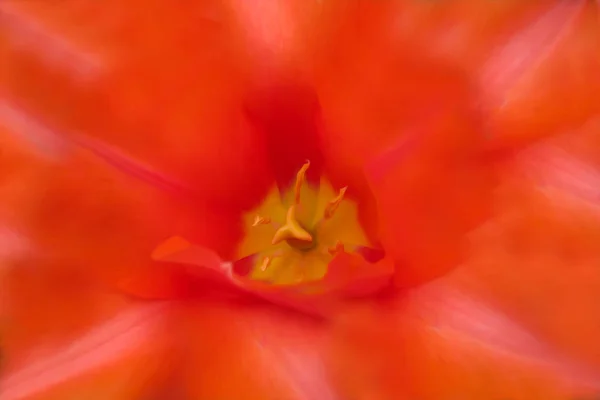 Arka Plan Kırmızı Açık Çiçek Dokusu — Stok fotoğraf
