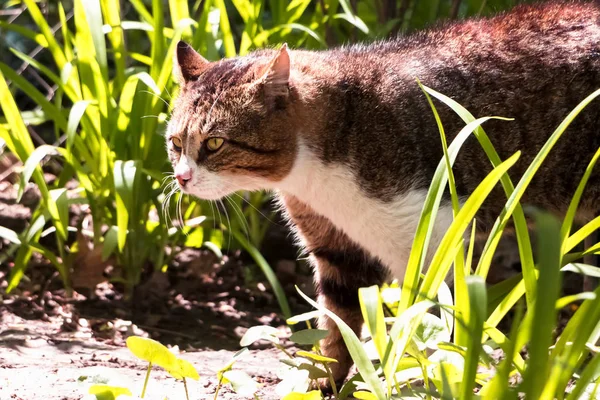 Caccia Gatto Strada Nelle Boscaglie Del Giardino — Foto Stock