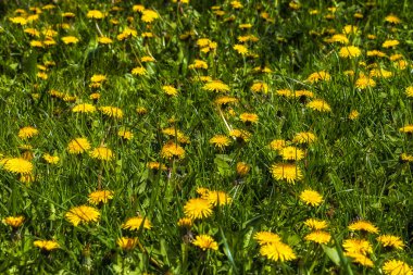 Karahindiba arka plan, doku glade.