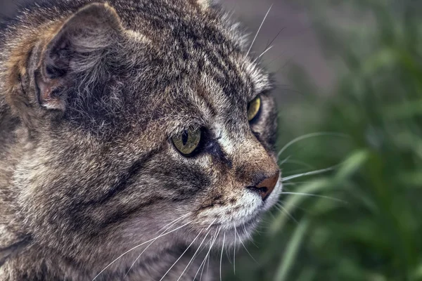 Attente Look Van Een Grijze Straat Kat — Stockfoto