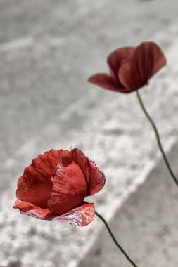Yol tarafından kırmızı Poppies.