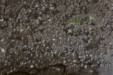 Yağmurdan sonra ıslak beton levha dokusu.
