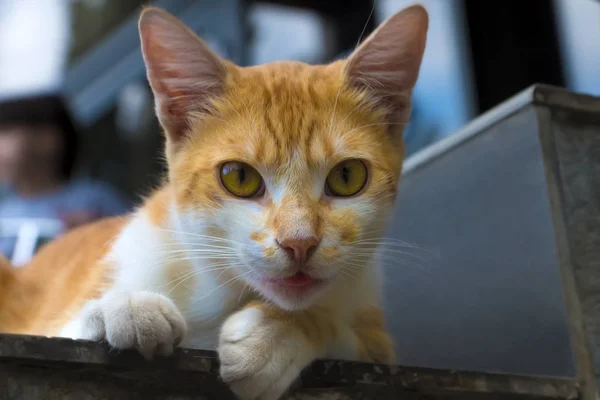 Die Rote Katze Schaut Neugierig — Stockfoto