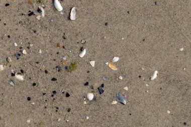 Arkaplan, deniz kabuklu ıslak kıyı kumu dokusu.