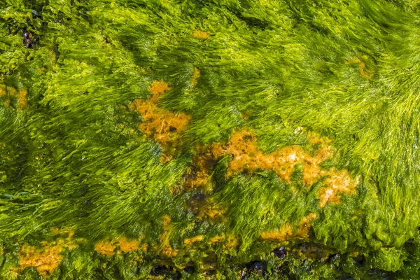 Contexte Texture Pierre Mer Recouverte Algues Mollusques — Photo