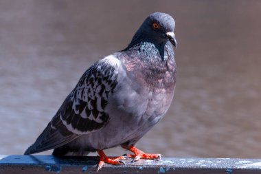 The gray city pigeon close-up. clipart
