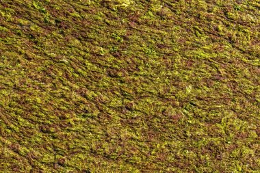 Arkaplan, kahverengi yeşil yosun dokusu.