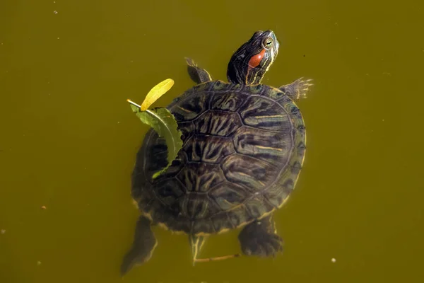 Une Tortue Trachemys Nage Dans Étang — Photo