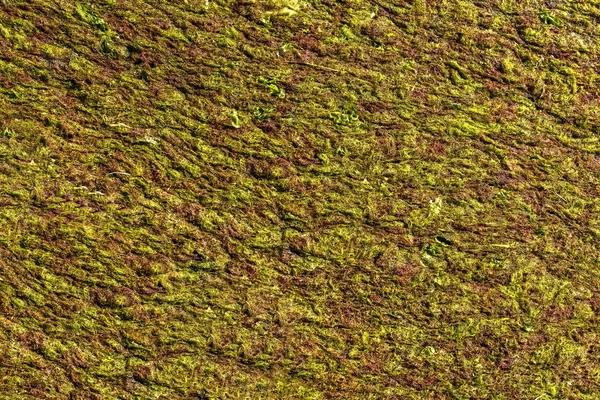 Background Texture Brown Green Seaweed — Stock Photo, Image