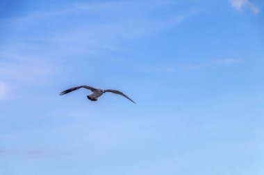 Mavi gökyüzünün arka planında yalnız uçan martı.