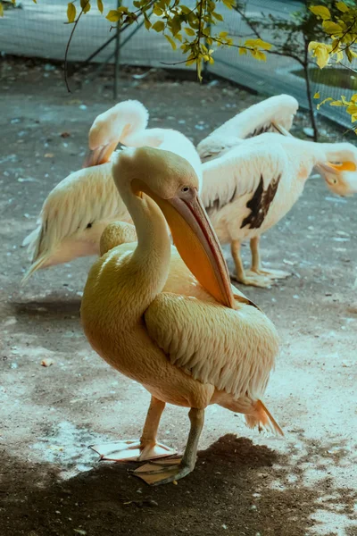 Akrabalarının Şirketinde Beyaz Pelikan Tüyleri Temizliyor — Stok fotoğraf