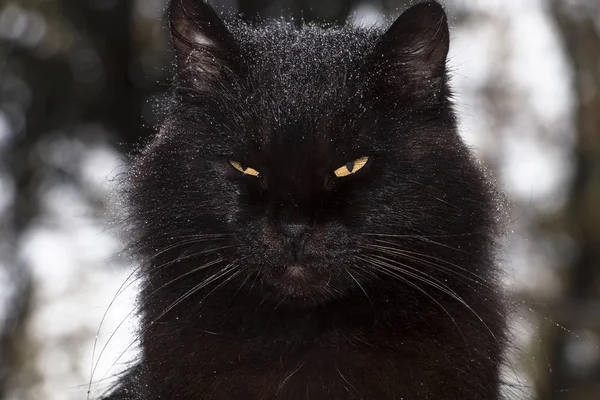 Portret Van Een Zwarte Kat Avond Regen — Stockfoto